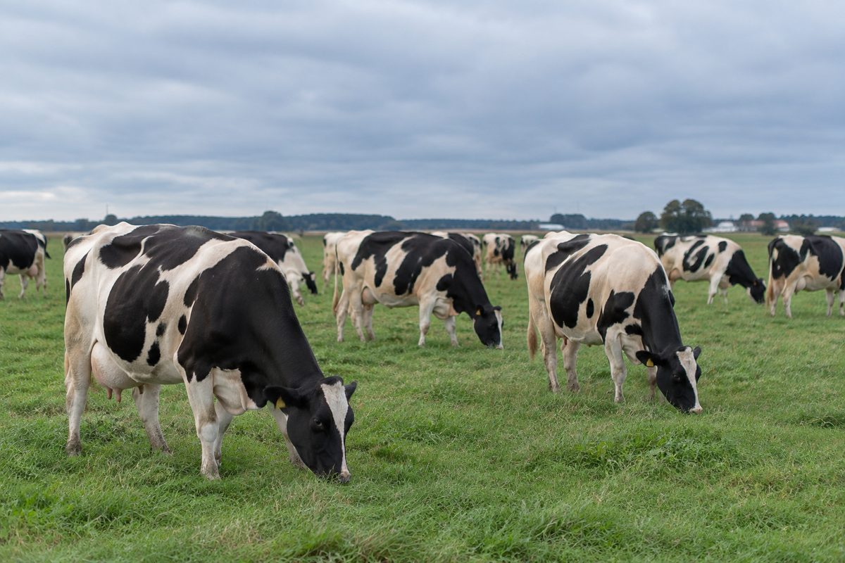 Commercial Holstein dairy herd grazing on managed forage pasture at Front Range Farms in DeMotte Indiana.